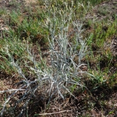 Senecio quadridentatus at Hughes, ACT - 13 Nov 2019 08:17 AM