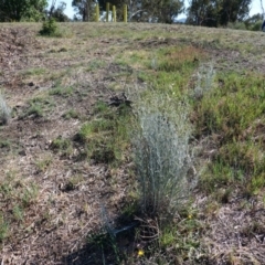 Senecio quadridentatus at Hughes, ACT - 13 Nov 2019 08:17 AM