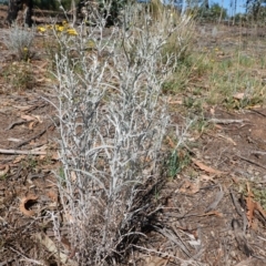 Senecio quadridentatus (Cotton Fireweed) at Hughes Grassy Woodland - 12 Nov 2019 by JackyF