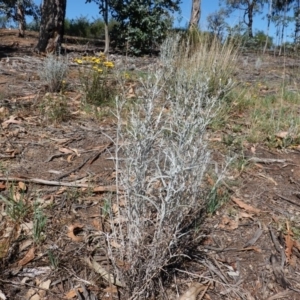 Senecio quadridentatus at Hughes, ACT - 13 Nov 2019 09:11 AM