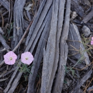 Convolvulus angustissimus subsp. angustissimus at Hughes, ACT - 13 Nov 2019 09:21 AM