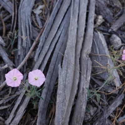 Convolvulus angustissimus subsp. angustissimus (Australian Bindweed) at Hughes, ACT - 13 Nov 2019 by JackyF