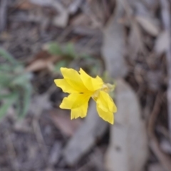 Goodenia pinnatifida (Scrambled Eggs) at Federal Golf Course - 15 Nov 2019 by JackyF