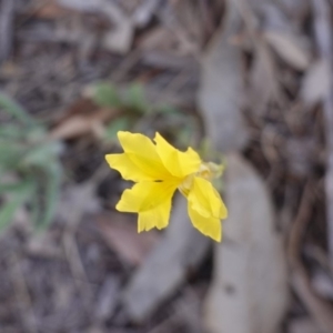 Goodenia pinnatifida at Hughes, ACT - 15 Nov 2019 03:01 PM