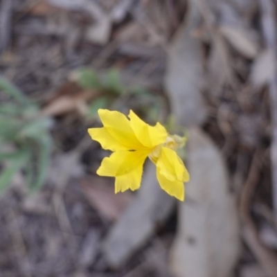 Goodenia pinnatifida (Scrambled Eggs) at Federal Golf Course - 15 Nov 2019 by JackyF