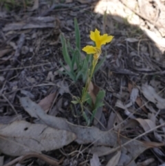 Goodenia pinnatifida at Hughes, ACT - 15 Nov 2019 03:01 PM