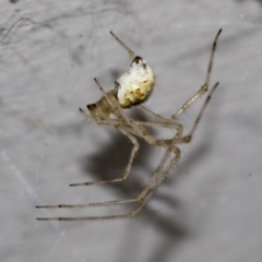 Theridiidae (family) (Comb-footed spider) at Higgins, ACT - 16 Nov 2019 by AlisonMilton