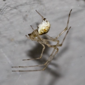 Theridiidae (family) at Higgins, ACT - 16 Nov 2019