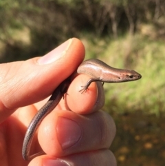 Lampropholis delicata (Delicate Skink) at Rendezvous Creek, ACT - 16 Nov 2019 by AndrewCB