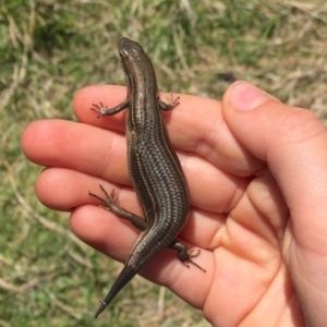 Pseudemoia pagenstecheri at Rendezvous Creek, ACT - 16 Nov 2019 12:14 PM