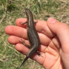 Pseudemoia pagenstecheri at Rendezvous Creek, ACT - 16 Nov 2019