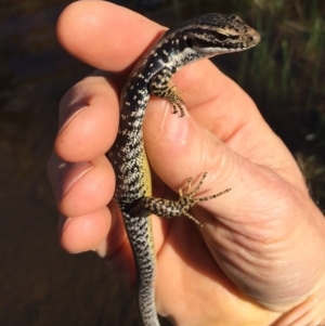 Eulamprus heatwolei at Rendezvous Creek, ACT - 16 Nov 2019