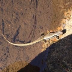 Eulamprus heatwolei at Rendezvous Creek, ACT - 16 Nov 2019