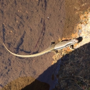 Eulamprus heatwolei at Rendezvous Creek, ACT - 16 Nov 2019