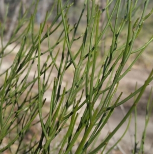 Exocarpos strictus at Yass River, NSW - 17 Nov 2019