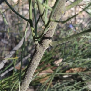 Exocarpos strictus at Yass River, NSW - 17 Nov 2019