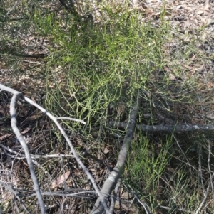 Exocarpos strictus at Yass River, NSW - 17 Nov 2019