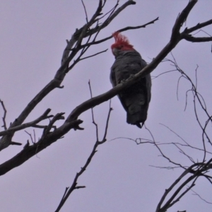 Callocephalon fimbriatum at Hughes, ACT - 14 Nov 2019