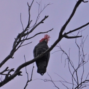 Callocephalon fimbriatum at Hughes, ACT - 14 Nov 2019