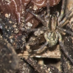 Unidentified Wolf spider (Lycosidae) (TBC) at Higgins, ACT - 16 Nov 2019 by AlisonMilton