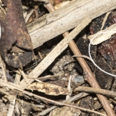 Lycosidae (family) at Higgins, ACT - 16 Nov 2019