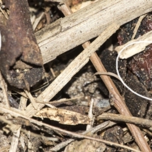 Lycosidae (family) at Higgins, ACT - 16 Nov 2019