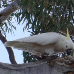 Cacatua galerita (Sulphur-crested Cockatoo) at Deakin, ACT - 17 Nov 2019 by JackyF