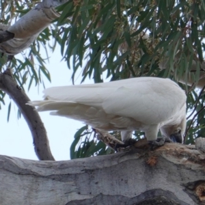 Cacatua galerita at Deakin, ACT - 17 Nov 2019 04:27 PM