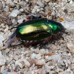 Repsimus manicatus montanus (Green nail beetle) at Tennent, ACT - 17 Nov 2019 by HarveyPerkins