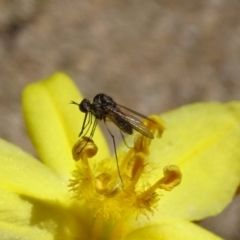 Geron sp. (genus) (Slender Bee Fly) at ANBG - 17 Nov 2019 by JanetRussell