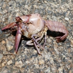 Cherax destructor (Common Yabby) at Tennent, ACT - 17 Nov 2019 by HarveyPerkins