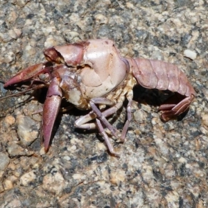 Cherax destructor at Tennent, ACT - 17 Nov 2019