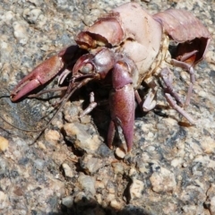 Cherax destructor at Tennent, ACT - 17 Nov 2019