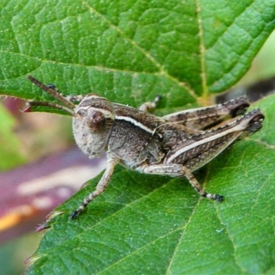 Phaulacridium vittatum (Wingless Grasshopper) at Tennent, ACT - 17 Nov 2019 by HarveyPerkins
