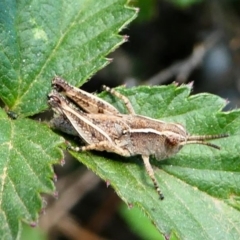 Phaulacridium vittatum at Tennent, ACT - 17 Nov 2019