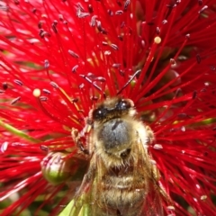 Apis mellifera (European honey bee) at ANBG - 17 Nov 2019 by JanetRussell