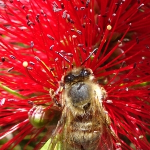 Apis mellifera at Acton, ACT - 17 Nov 2019 01:27 PM