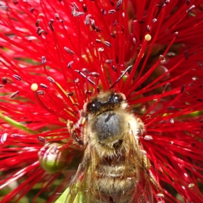 Apis mellifera (European honey bee) at Acton, ACT - 17 Nov 2019 by JanetRussell