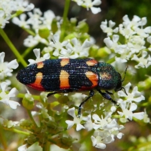 Castiarina sexplagiata at Tennent, ACT - 17 Nov 2019 02:02 PM