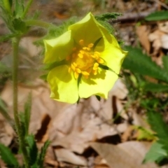 Potentilla recta (Sulphur Cinquefoil) at Uriarra Village, ACT - 16 Nov 2019 by HarveyPerkins