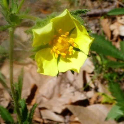 Potentilla recta (Sulphur Cinquefoil) at Cotter Reserve - 16 Nov 2019 by HarveyPerkins