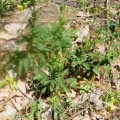 Potentilla recta at Uriarra Village, ACT - 16 Nov 2019 02:31 PM