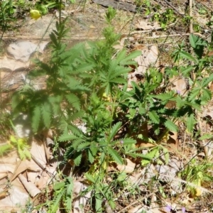 Potentilla recta at Uriarra Village, ACT - 16 Nov 2019 02:31 PM