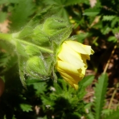 Potentilla recta at Uriarra Village, ACT - 16 Nov 2019 02:31 PM