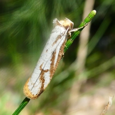 Philobota cretacea (A concealer moth) at Cotter Reserve - 16 Nov 2019 by HarveyPerkins