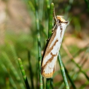 Philobota cretacea at Uriarra Village, ACT - 16 Nov 2019