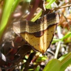 Anachloris subochraria (Golden Grass Carpet) at Uriarra Village, ACT - 16 Nov 2019 by HarveyPerkins