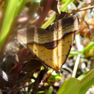 Anachloris subochraria (Golden Grass Carpet) at Cotter Reserve - 16 Nov 2019 by HarveyPerkins