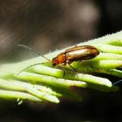 Monolepta sp. (genus) (Leaf beetle) at Paddys River, ACT - 16 Nov 2019 by HarveyPerkins