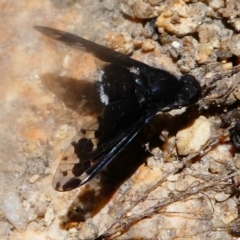 Anthrax sp. (genus) (Unidentified Anthrax bee fly) at Namadgi National Park - 16 Nov 2019 by HarveyPerkins